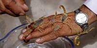 Scorpion Poisoning
