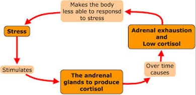 Adrenal Exhaustion