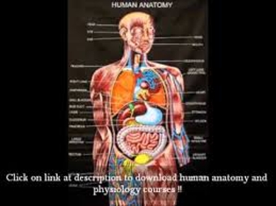 Human Anatomy