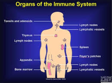 Discuss on Immune System