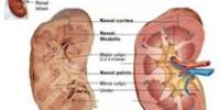 Kidney Anatomy Knowledge