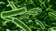 Benefit of Probiotic Bacteria