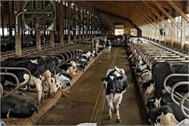 About Dairy Farming