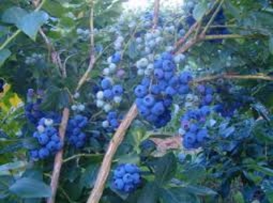 Organic Blueberry Farming