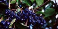 Black Aronia Berry Plant