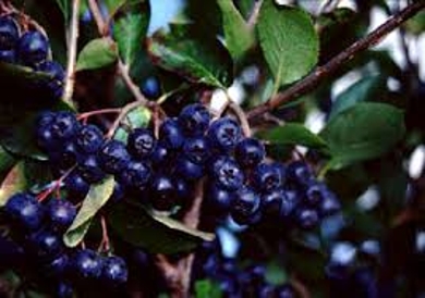Black Aronia Berry Plant
