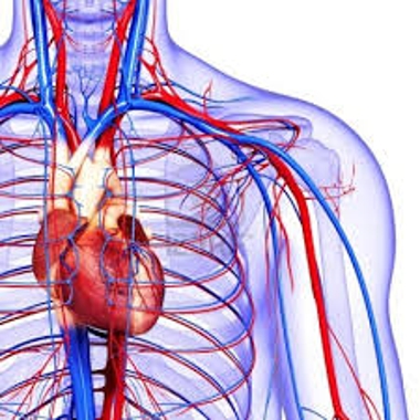 About Blood Circulation