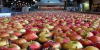 Fruit Storage Industry