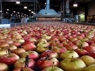Fruit Storage Industry