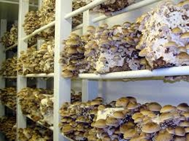 About Mushroom Shelves