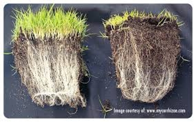 Know about Mycorrhizae