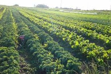 About Organic Vegetable Farming