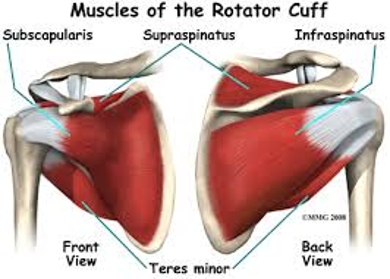 About Rotator Cuff Muscle