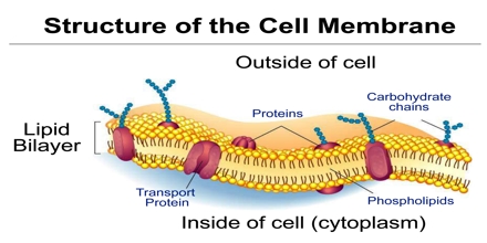 Cell Membrane - Assignment Point plant cell membrane diagram labeled 