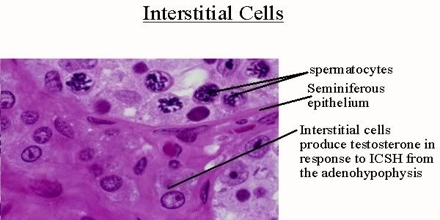 Interstitial Cell of Cajal