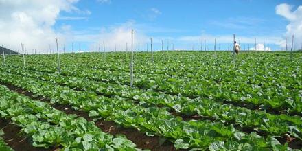 Vegetable Farming