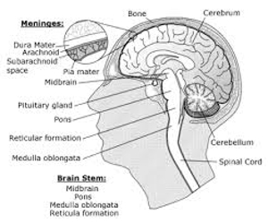 Overview of Brain Cancer