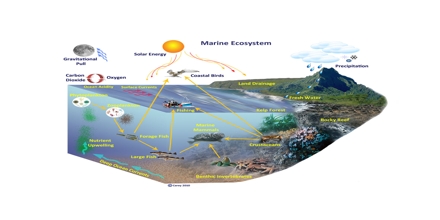Ecosystem Model