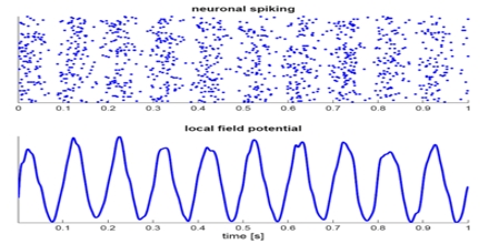 Neural Oscillation