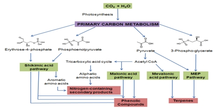 Plant Secondary Metabolism