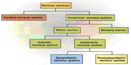 Systems Psychology