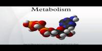 Anthropogenic Metabolism