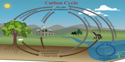 Carbon Cycle re-balancing