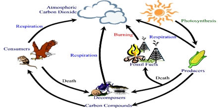 Carbon Respiration