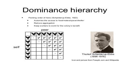 dominance hierarchy definition quizlet