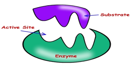 Rates of Reactions and Enzymes