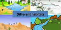 Animal Adaptations: Natural Habitats