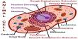 Cell Structure: Cell to Organism