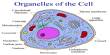 Cells and Organelles in the Cell Membrane