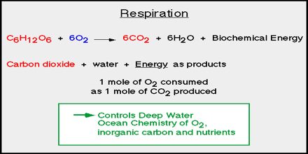 The Chemistry of Respiration