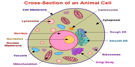 Cross Selection of an Animal Cell