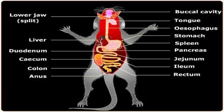 Digestive System of Rodents