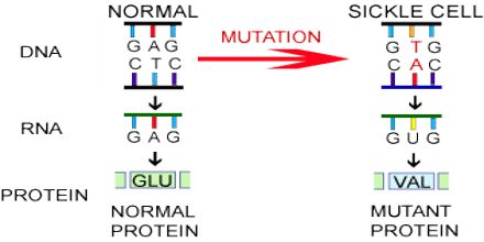 Cause and Effect of Mutation