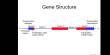 Gene Function and Structure