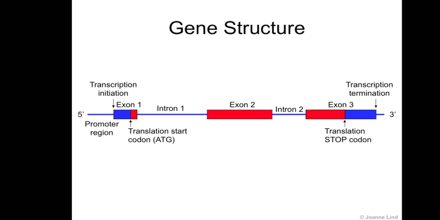 Gene Function and Structure