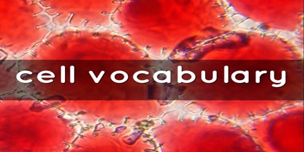 Intro to Cell Vocabulary