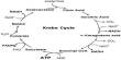 Lecture on Krebs Cycle