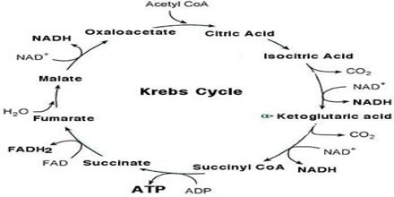 Lecture on Krebs Cycle