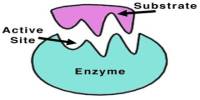 Lecture on Enzymes