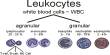 Leucocytes White Blood Cell