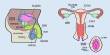 Reproductive Systems: Male and Female