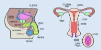 Reproductive Systems: Male and Female