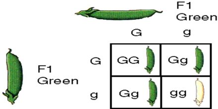 principle of segregation