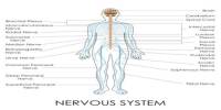 Lecture on Nervous System