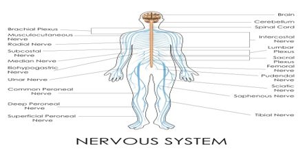 Lecture on Nervous System - Assignment Point