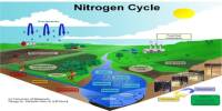 Lecture on Nitrogen Cycle